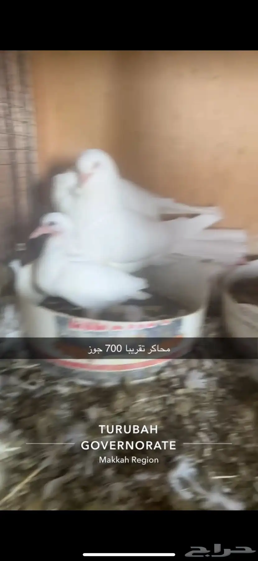 حمام فرنسي لاحم سوبر جامبو سلفر 2