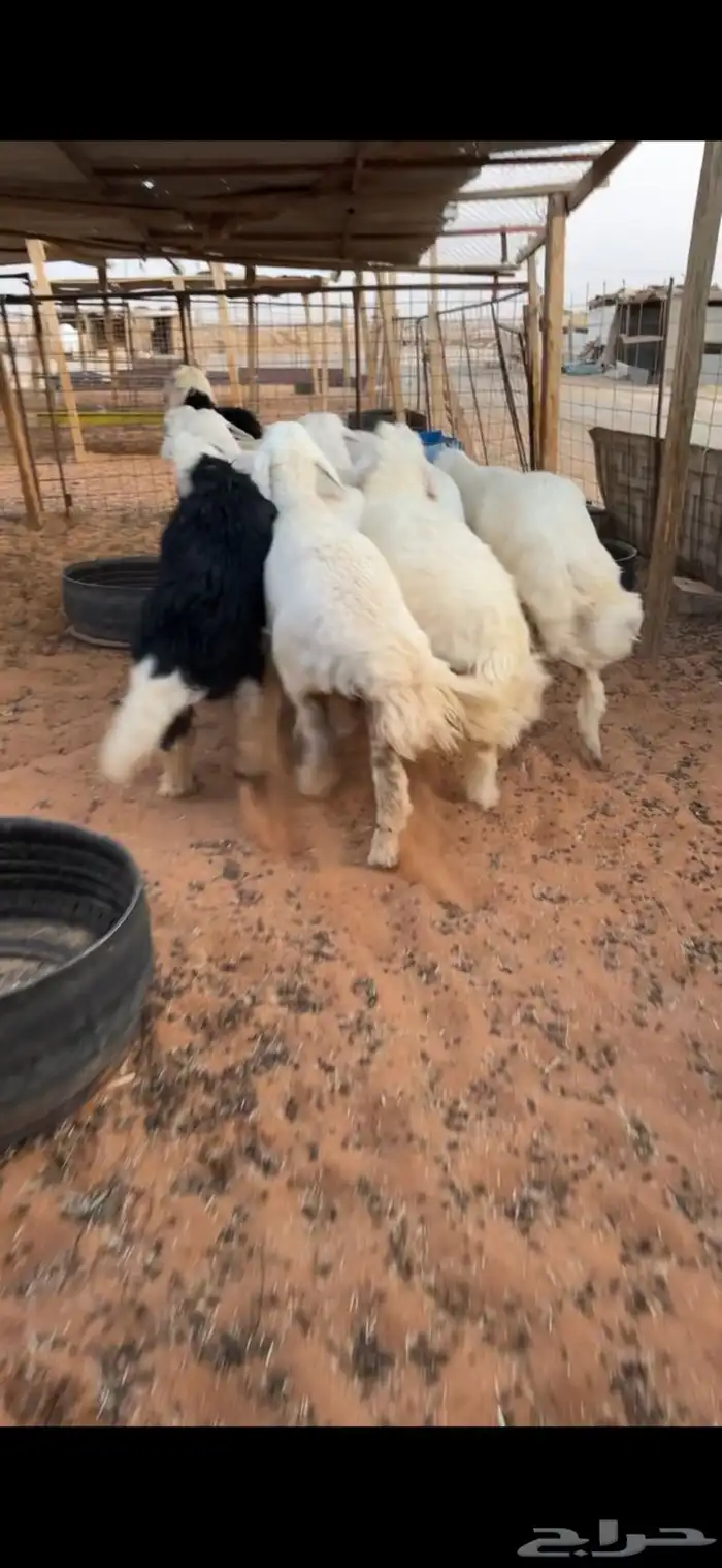 للبيع بهم حري فاخر 1