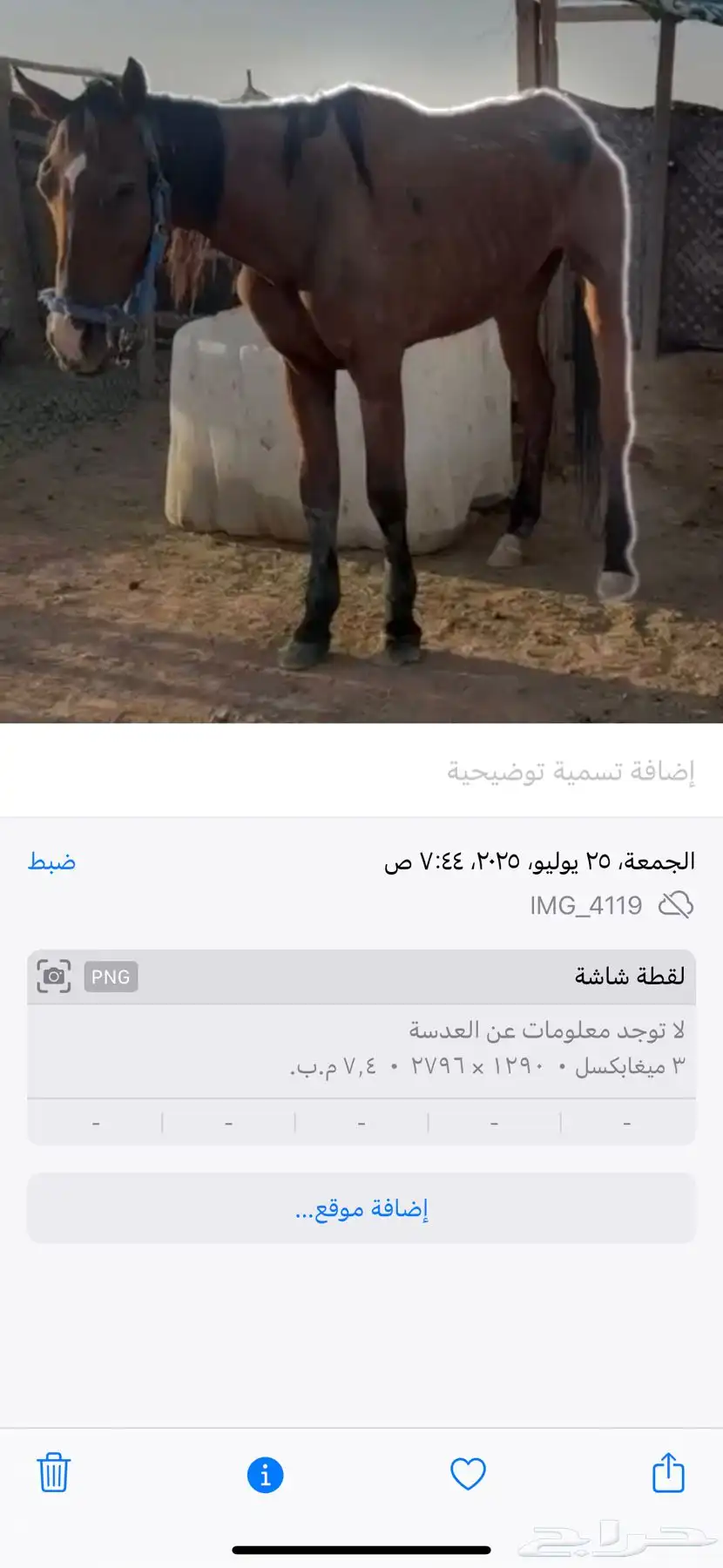 فرس للبيع لقحه لها 4 شهر في إلقاح ومعها جواز وفيها الحمره 3