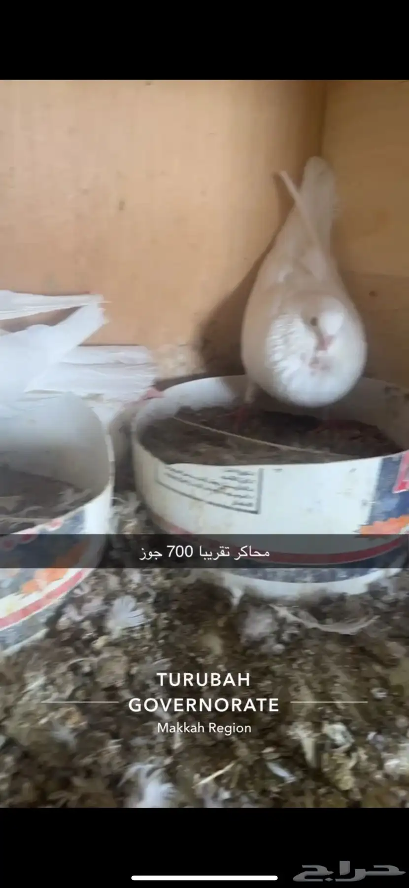 حمام فرنسي لاحم سوبر جامبو سلفر 3