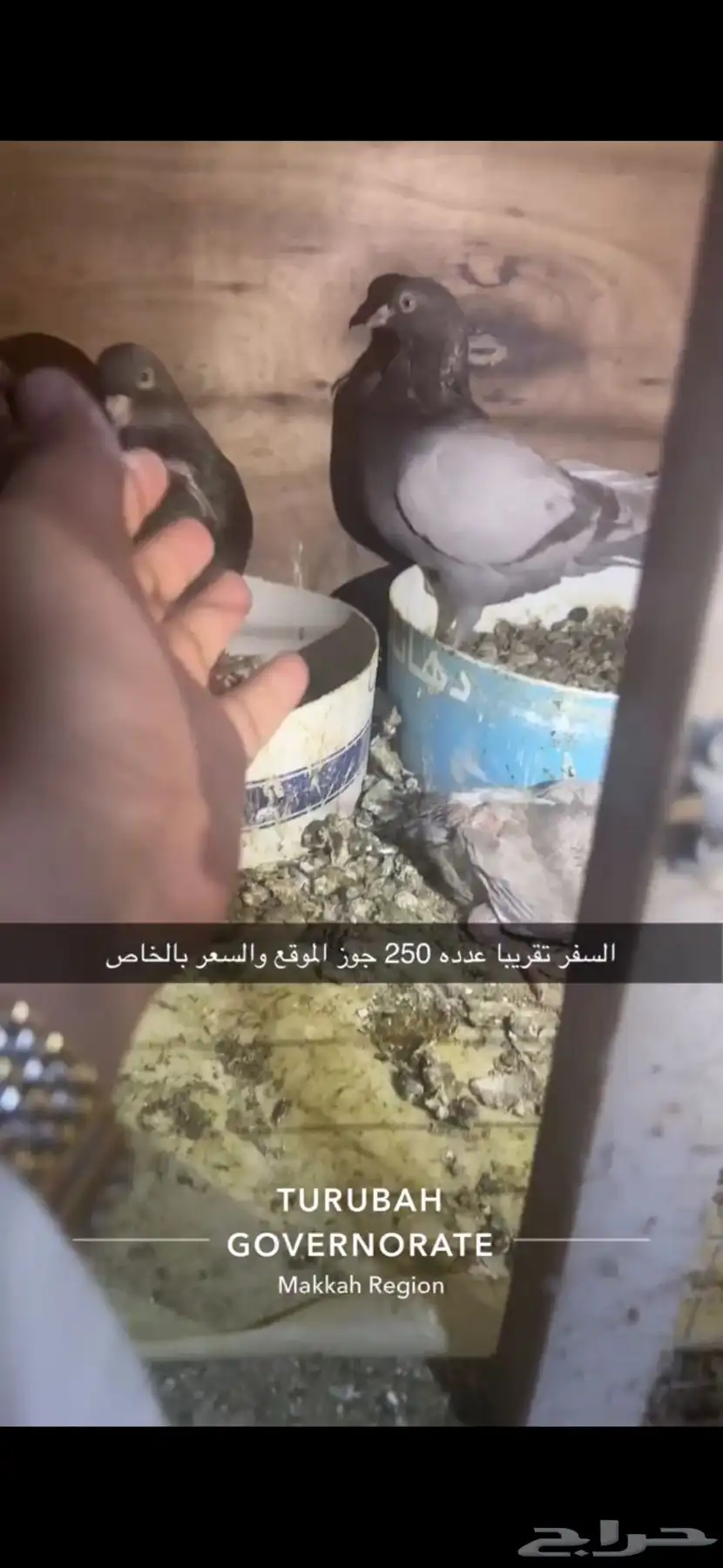 حمام فرنسي لاحم سوبر جامبو سلفر 19