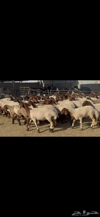 جذعات نعيم فاخره . 2