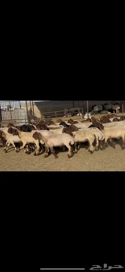 جذعات نعيم فاخره . 0