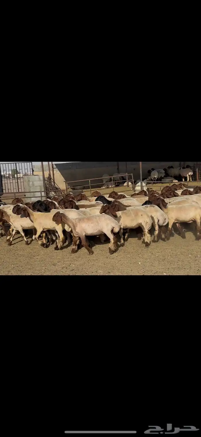 جذعات نعيم فاخره . 0