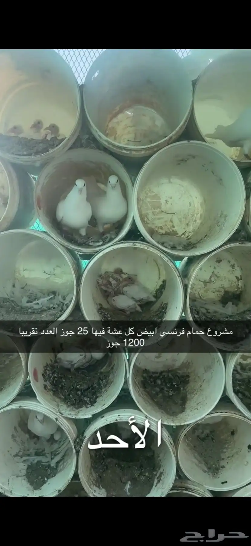 حمام فرنسي لاحم سوبر جامبو سلفر 8