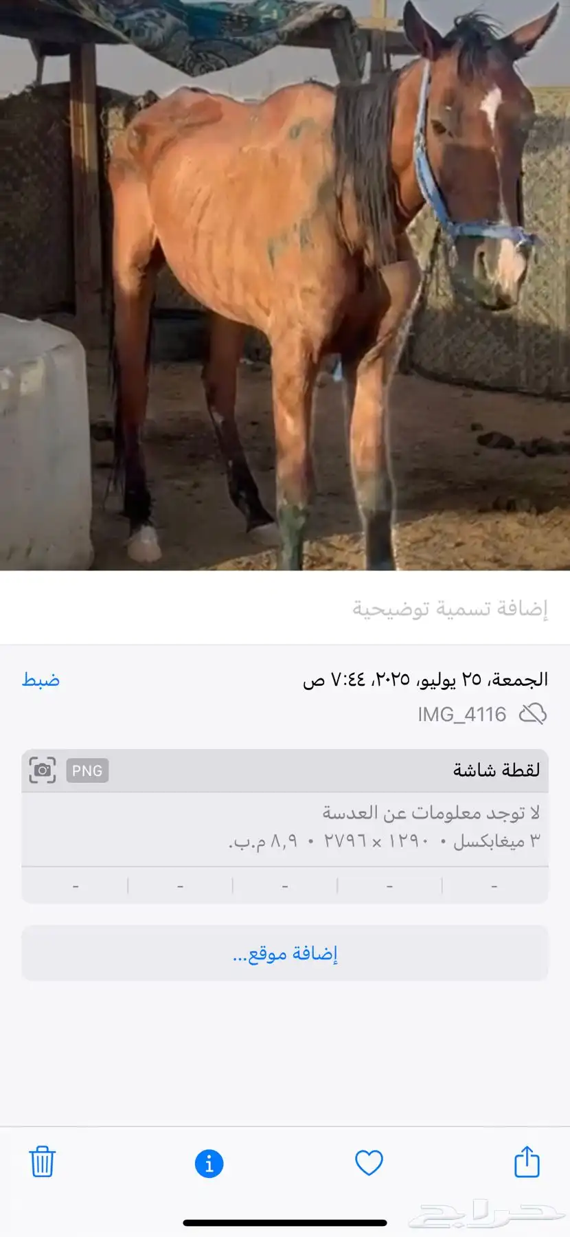 فرس للبيع لقحه لها 4 شهر في إلقاح ومعها جواز وفيها الحمره 1