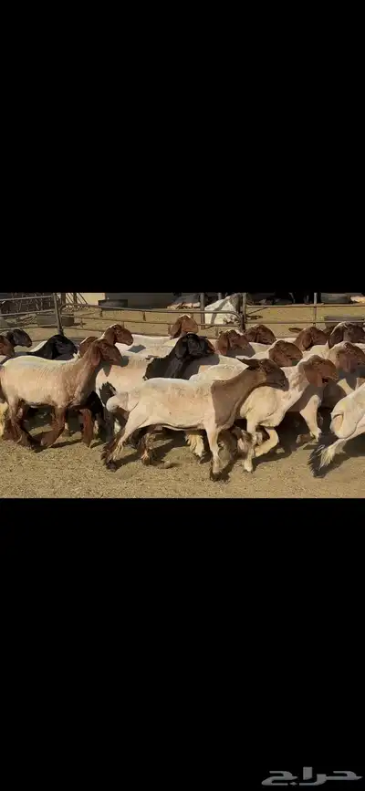 جذعات نعيم فاخره . 15