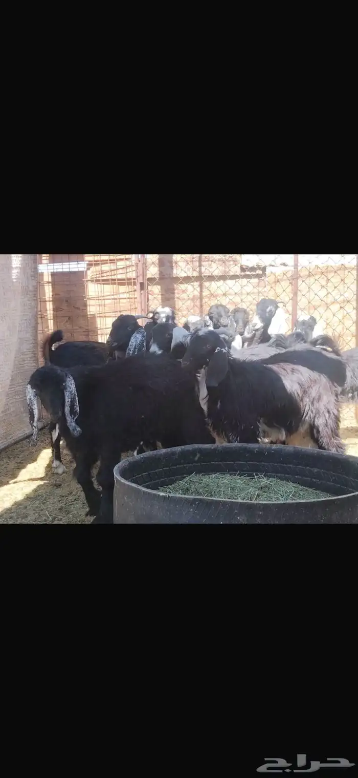 جفار وتيوس للبيع الجاد التواصل ع الواتس 2