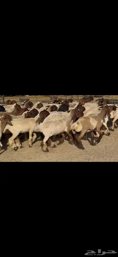 جذعات نعيم فاخره . 7