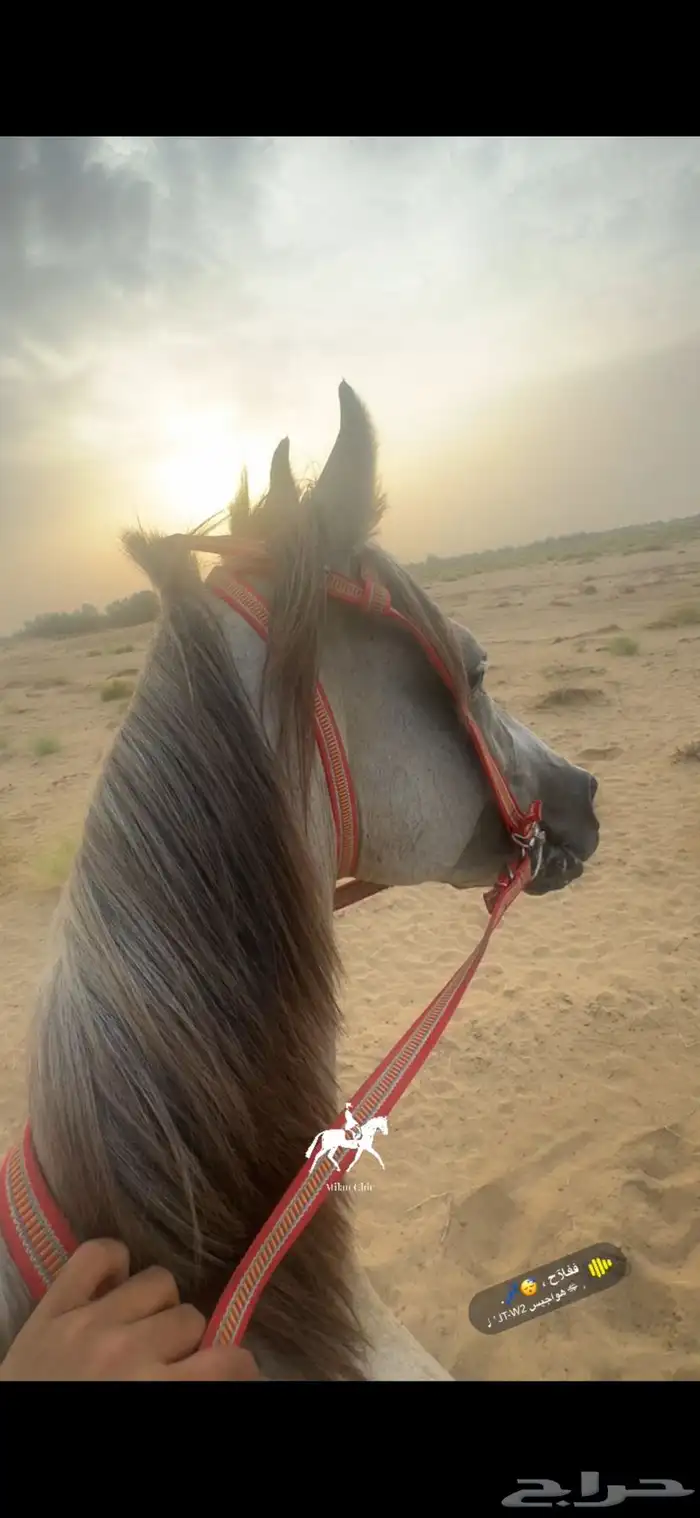 خيل كفو ماشاءالله عليه وسليم شرط وسباق وهيبه 1