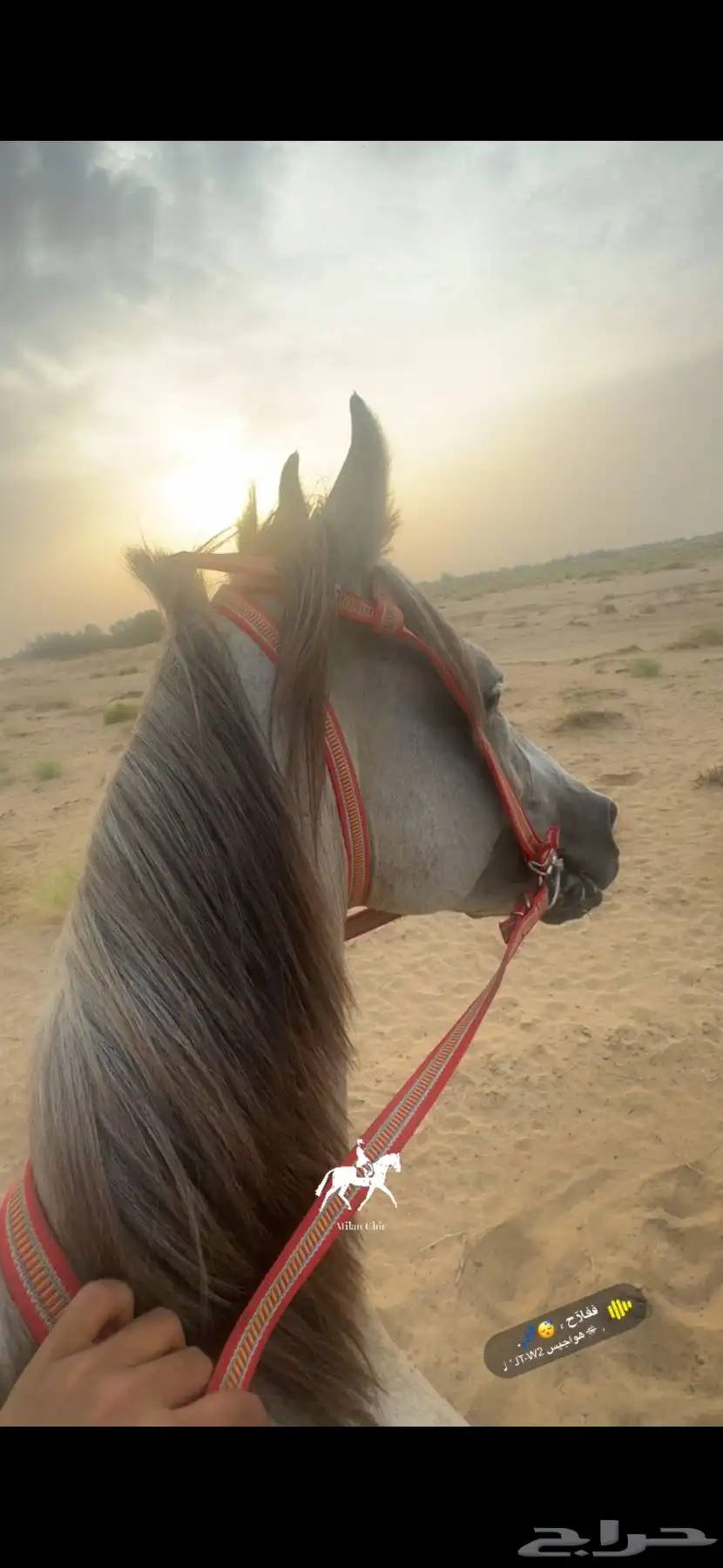 خيل كفو ماشاءالله عليه وسليم شرط وسباق وهيبه 1