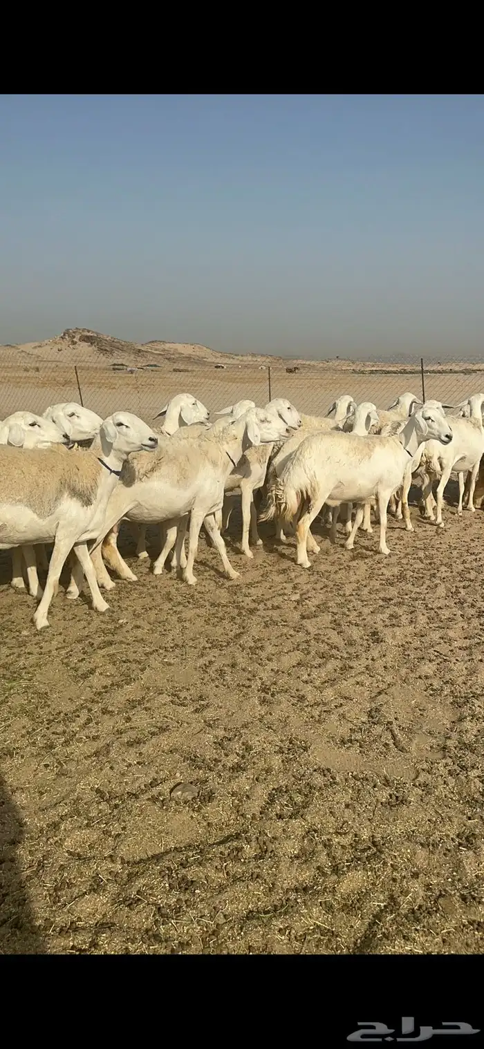 رخال نوادر حرش درجة اولى 6