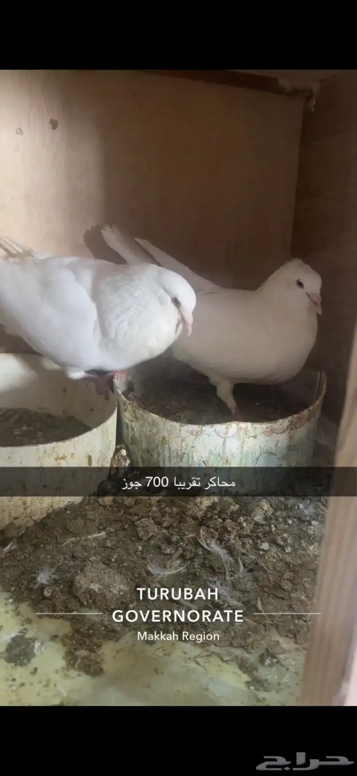 حمام فرنسي لاحم سوبر جامبو سلفر 0