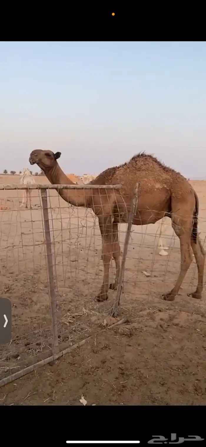 حاشي للبيع 0