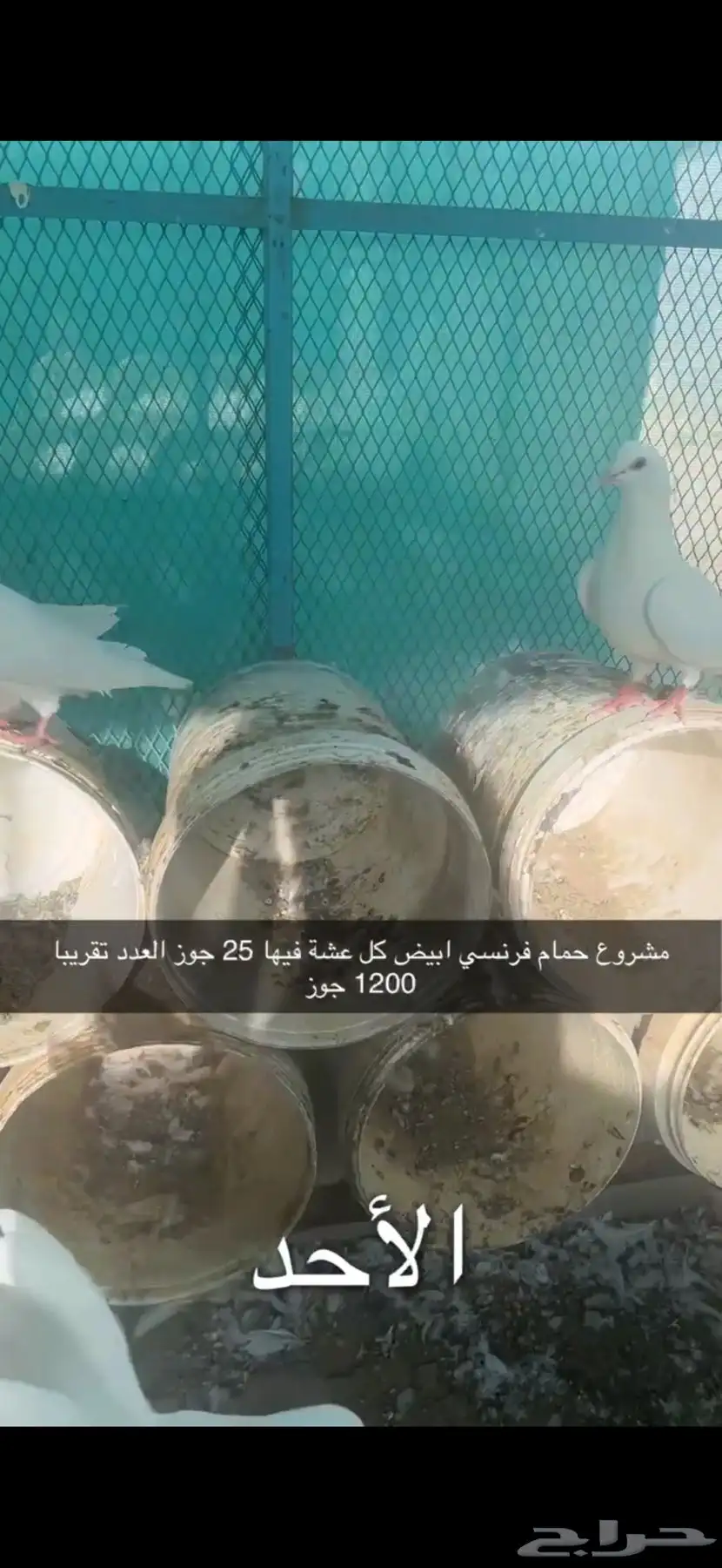 حمام فرنسي لاحم سوبر جامبو سلفر 10