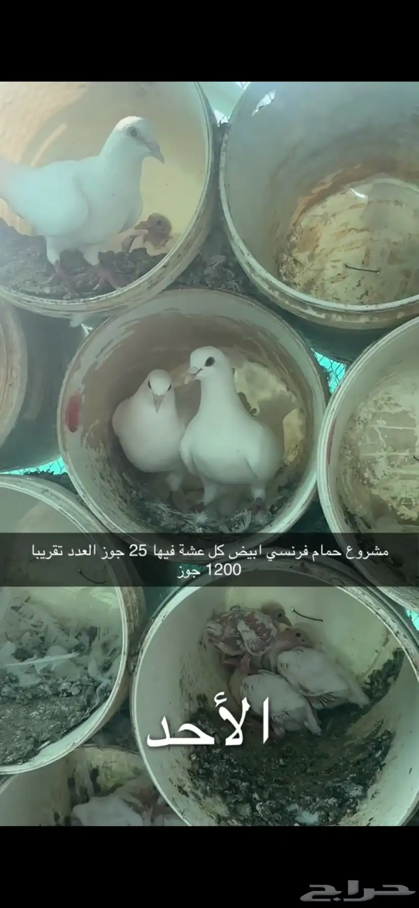 حمام فرنسي لاحم سوبر جامبو سلفر 13