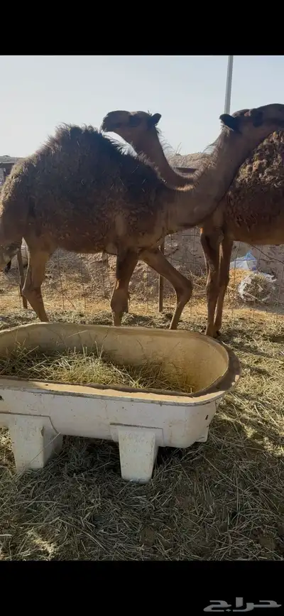 حشو قصب 0
