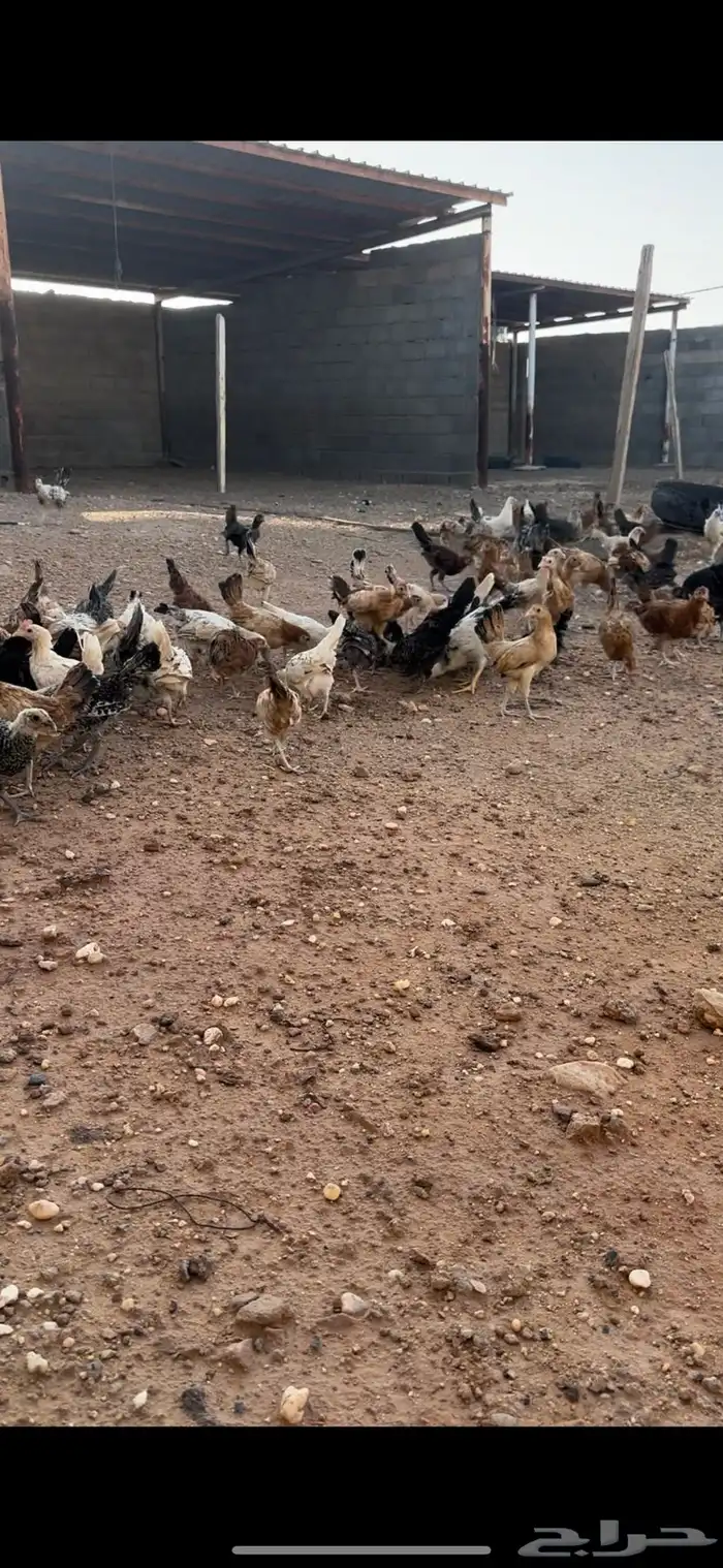 صوص بلدي عمره 3 شهور 0