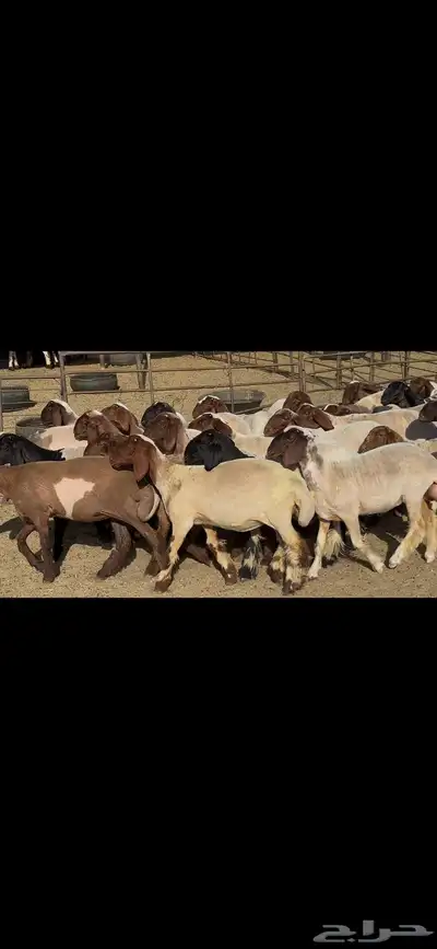 جذعات نعيم فاخره . 9