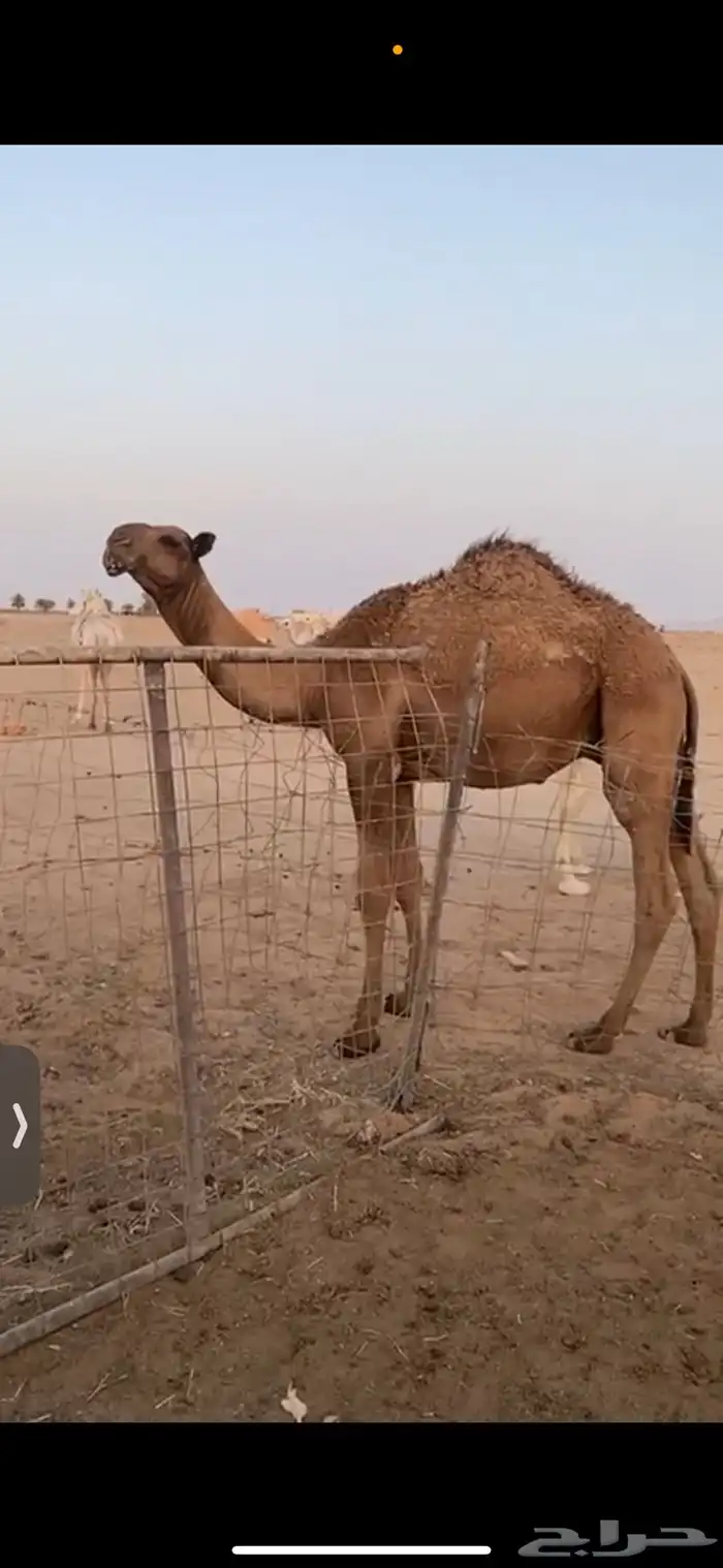 حاشي للبيع 1