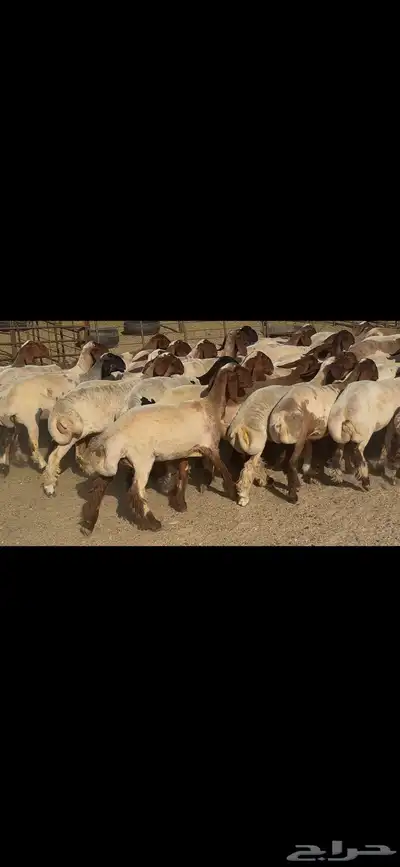 جذعات نعيم فاخره . 8
