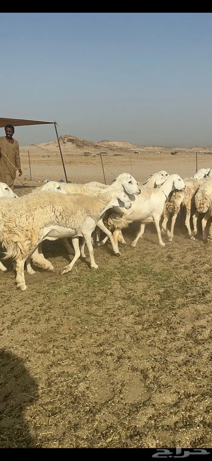 رخال نوادر حرش درجة اولى 5