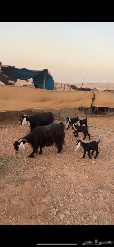 متابيع عوارض صنف((( تم البييع الله يبارك للجميييع ))) 4