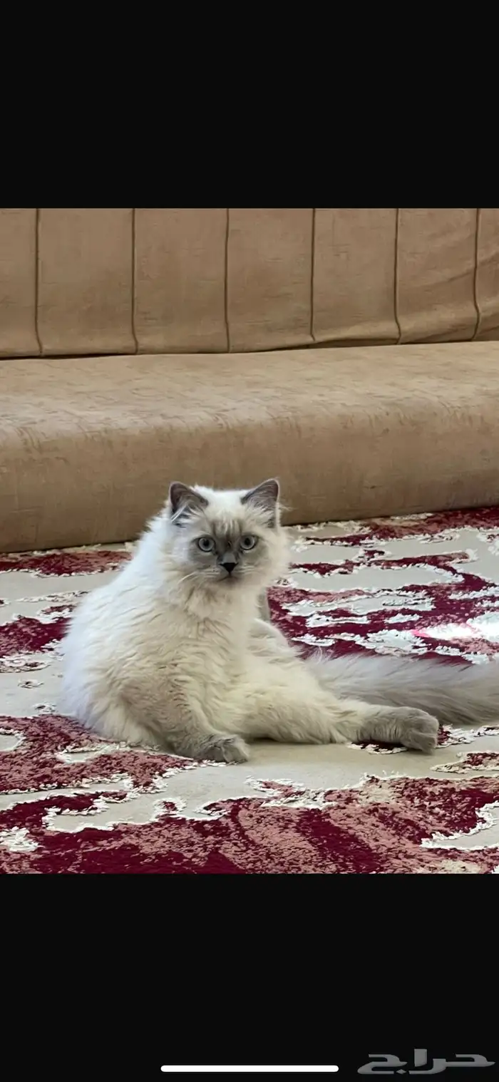 قطط 1