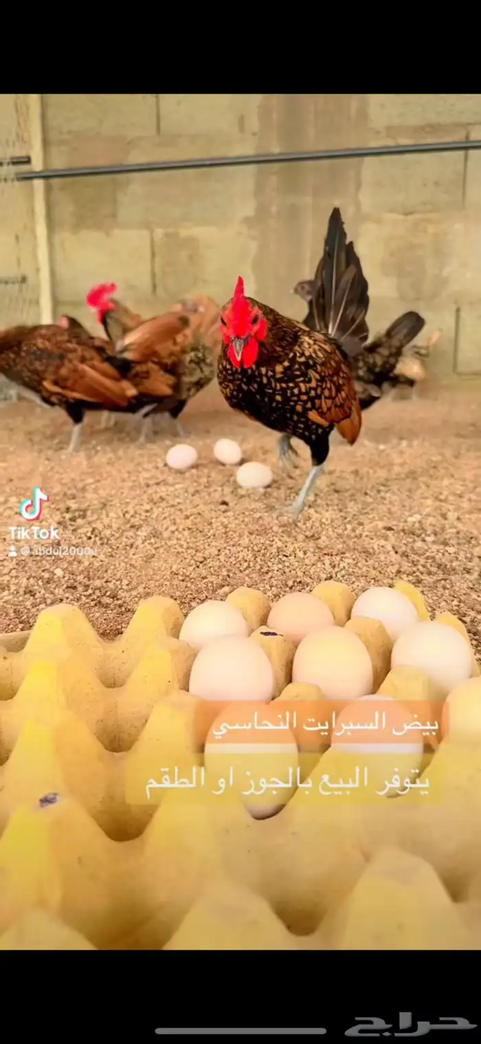 بيض مخصب سبرايت زينه 0