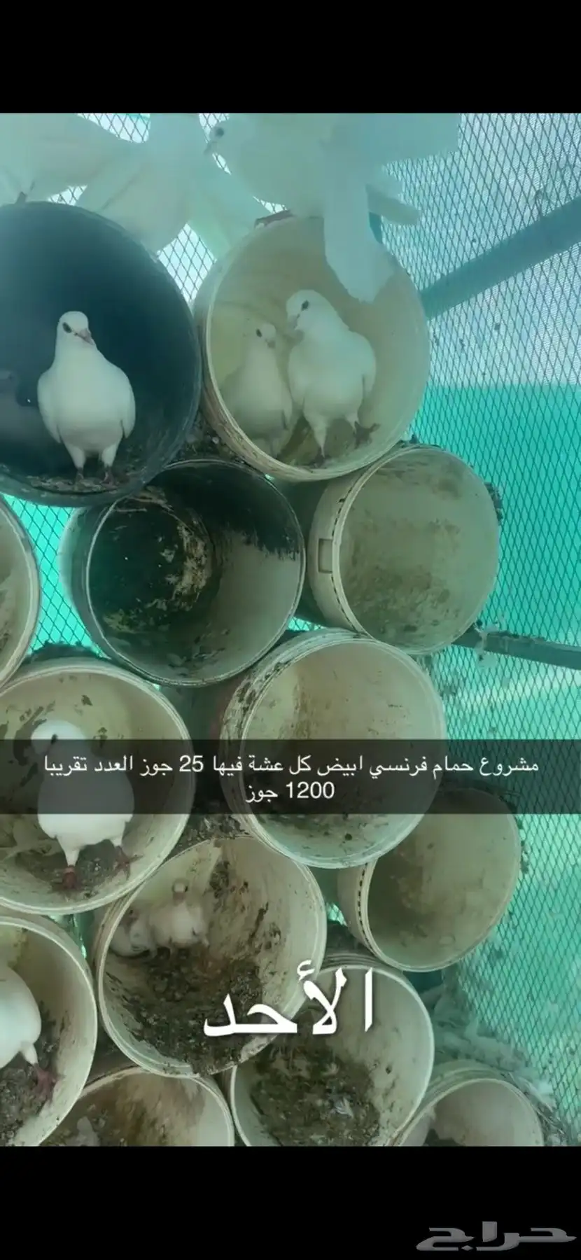 حمام فرنسي لاحم سوبر جامبو سلفر 11
