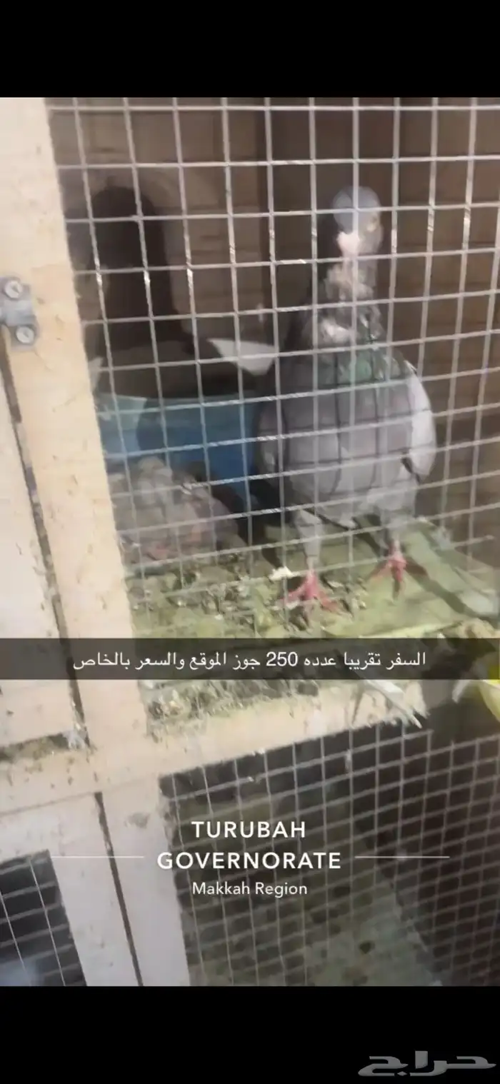 حمام فرنسي لاحم سوبر جامبو سلفر 17