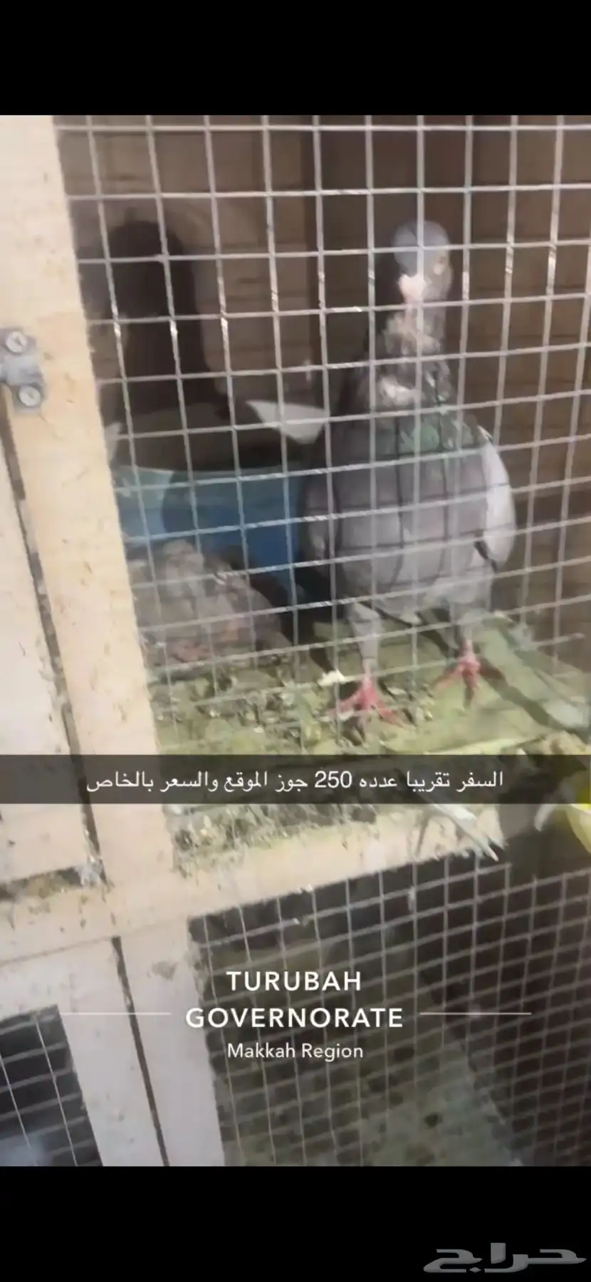 حمام فرنسي لاحم سوبر جامبو سلفر 17