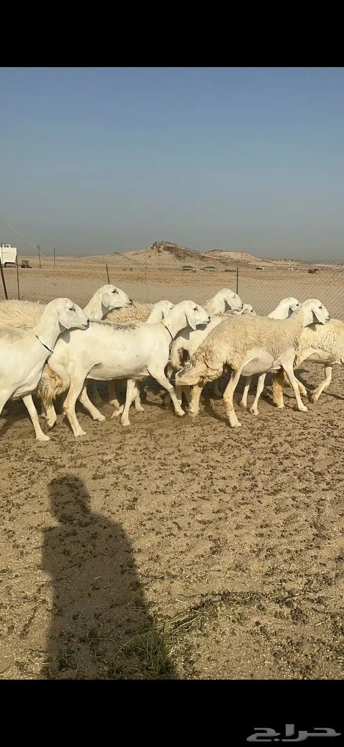 رخال نوادر حرش درجة اولى 7