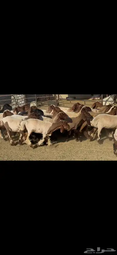جذعات نعيم فاخره . 14