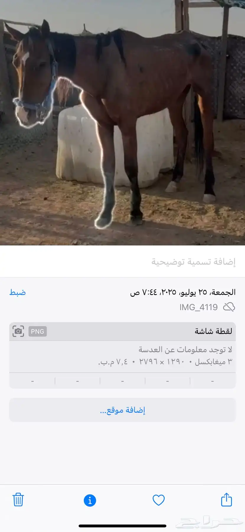 فرس للبيع لقحه لها 4 شهر في إلقاح ومعها جواز وفيها الحمره 2