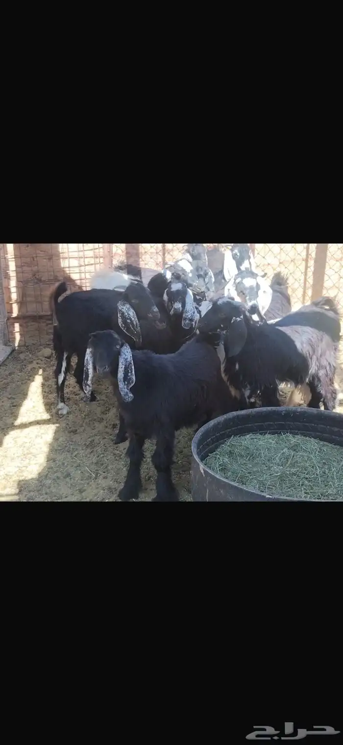 جفار وتيوس للبيع الجاد التواصل ع الواتس 0