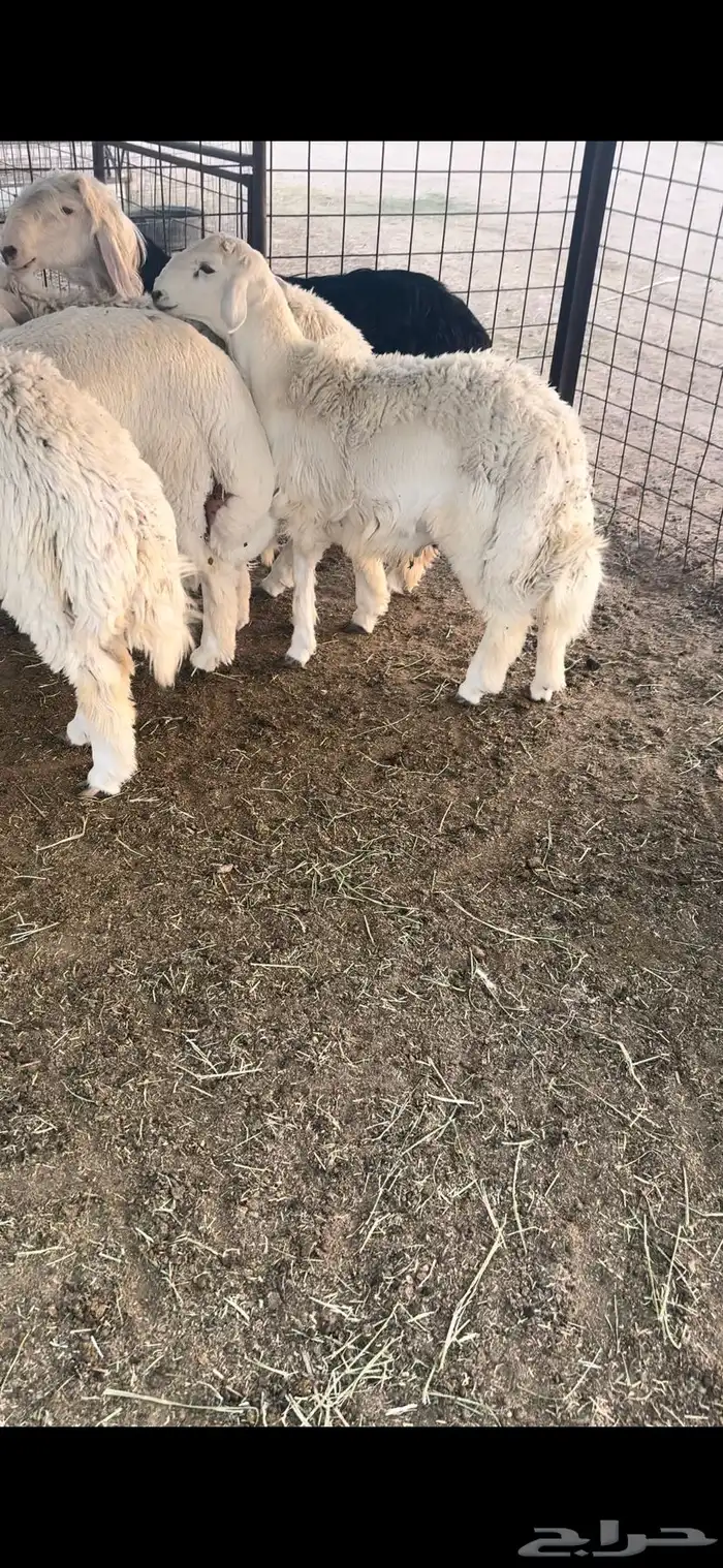 للبيع طلي مقفل عمره فوق 7 شهور 0