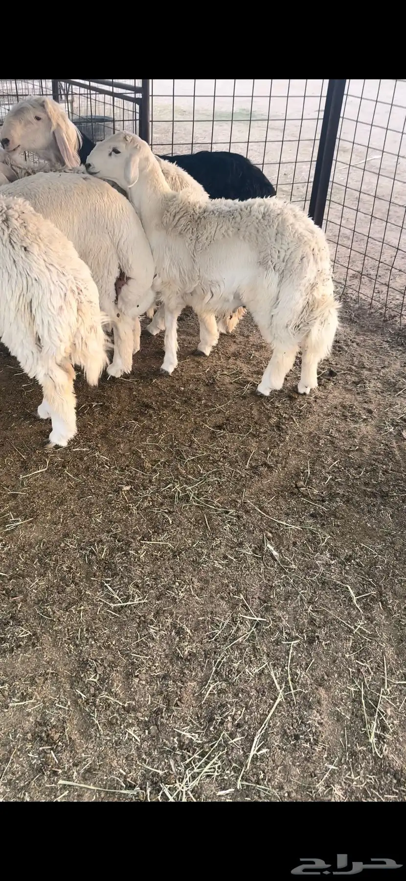 للبيع طلي مقفل عمره فوق 7 شهور 0