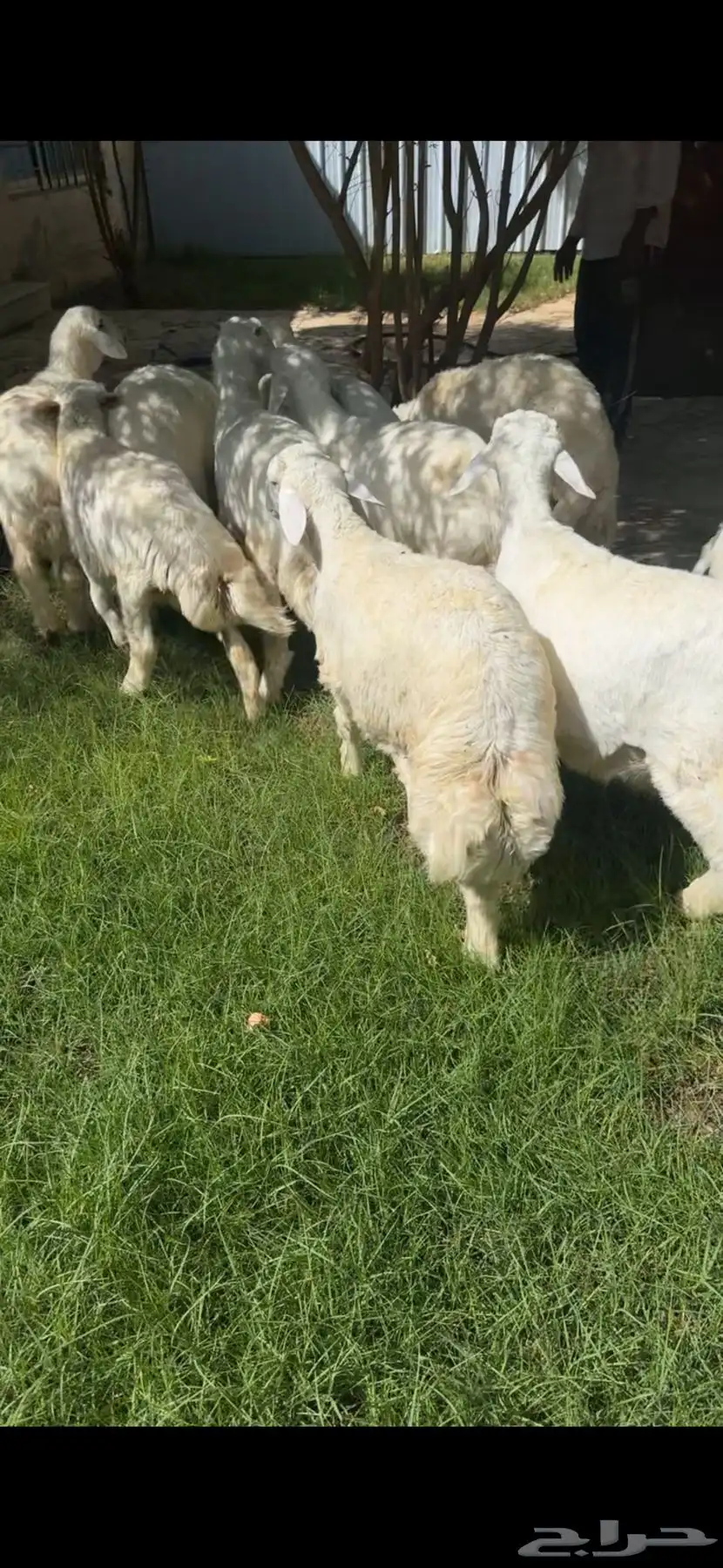 خرفان نظيفه جدا جدا 0
