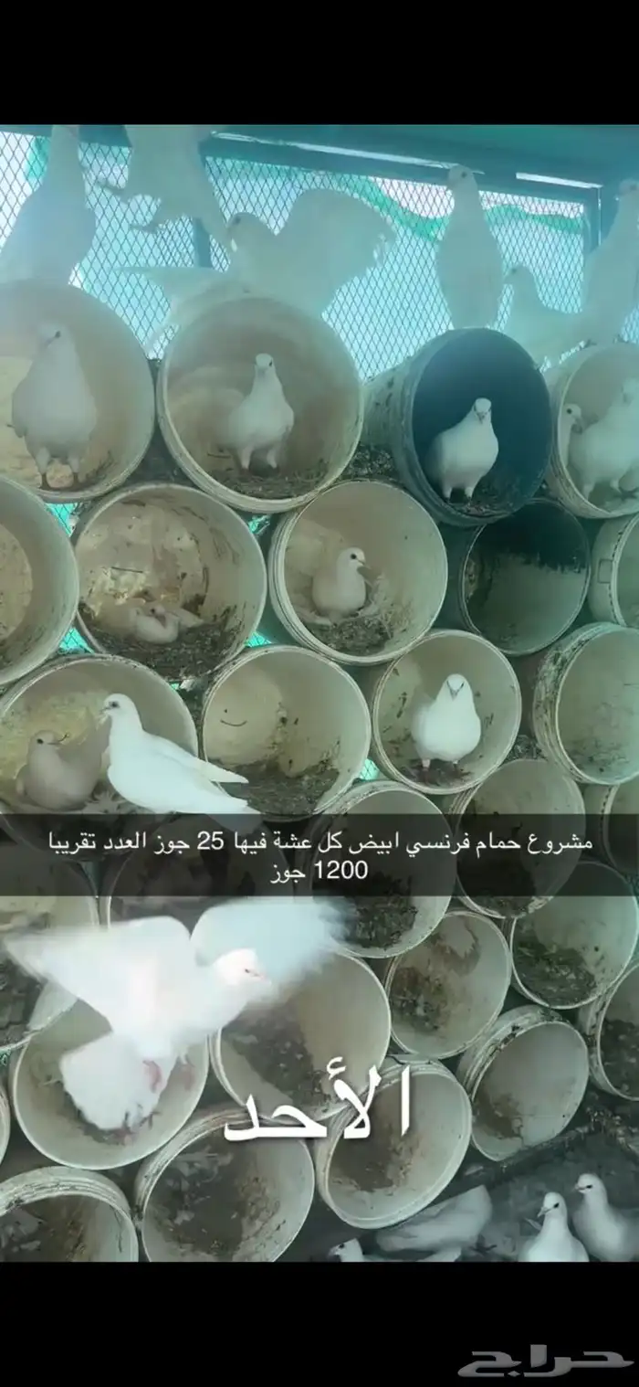 حمام فرنسي لاحم سوبر جامبو سلفر 7