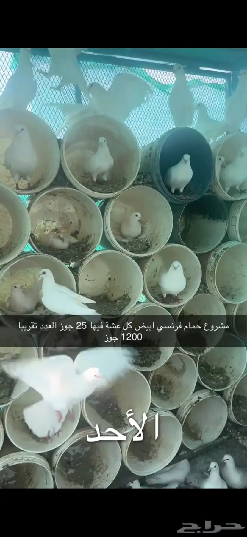 حمام فرنسي لاحم سوبر جامبو سلفر 7