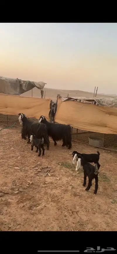 متابيع عوارض صنف((( تم البييع الله يبارك للجميييع ))) 1