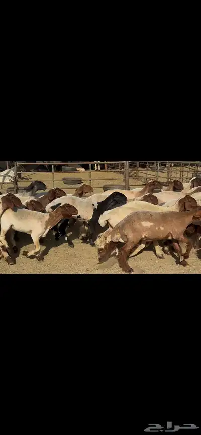 جذعات نعيم فاخره . 16
