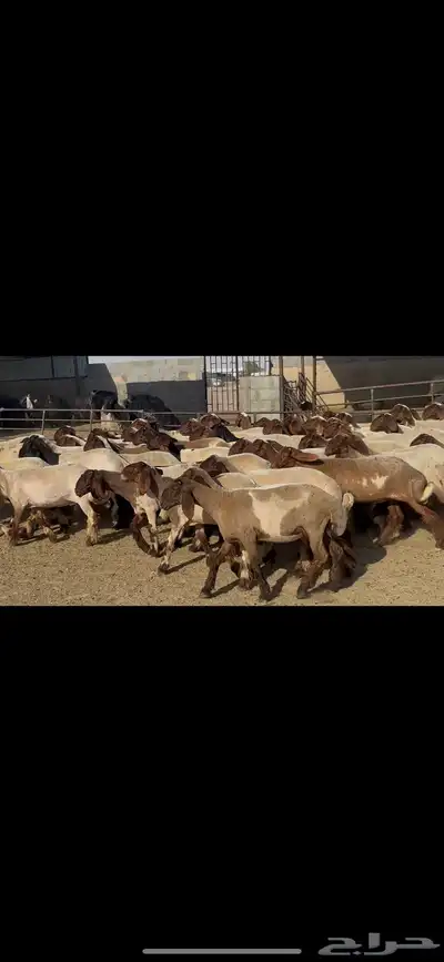 جذعات نعيم فاخره . 1