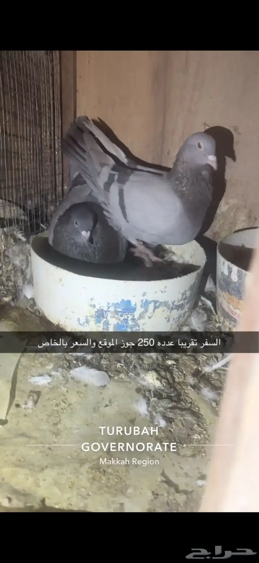 حمام فرنسي لاحم سوبر جامبو سلفر 21