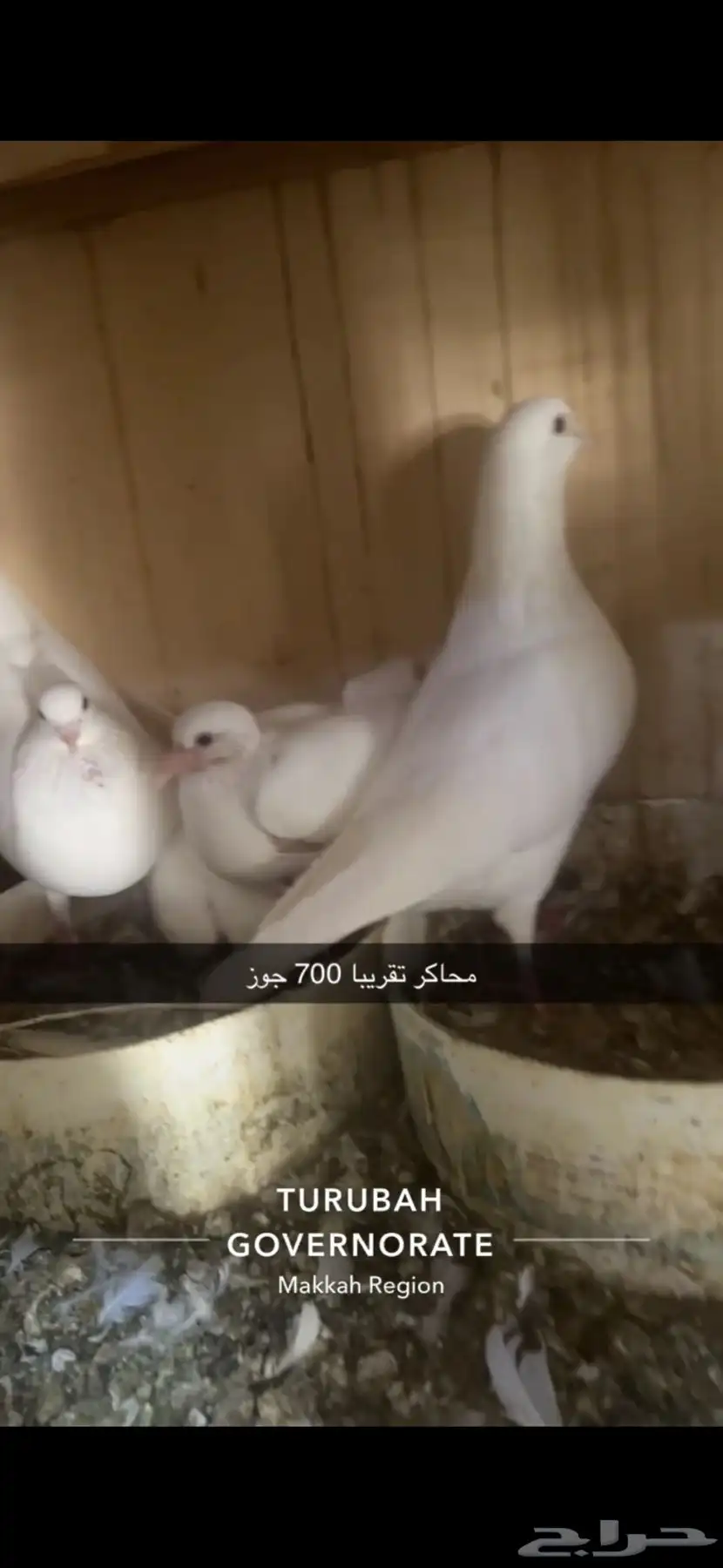 حمام فرنسي لاحم سوبر جامبو سلفر 5