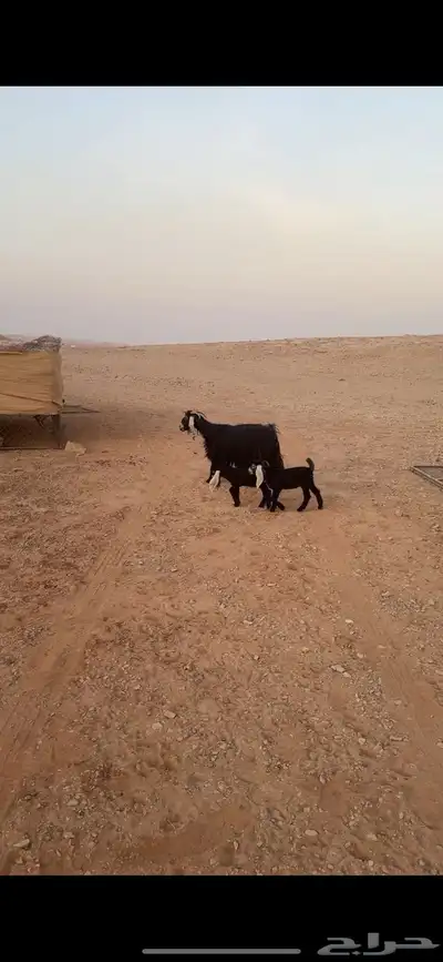 متابيع عوارض صنف((( تم البييع الله يبارك للجميييع ))) 2
