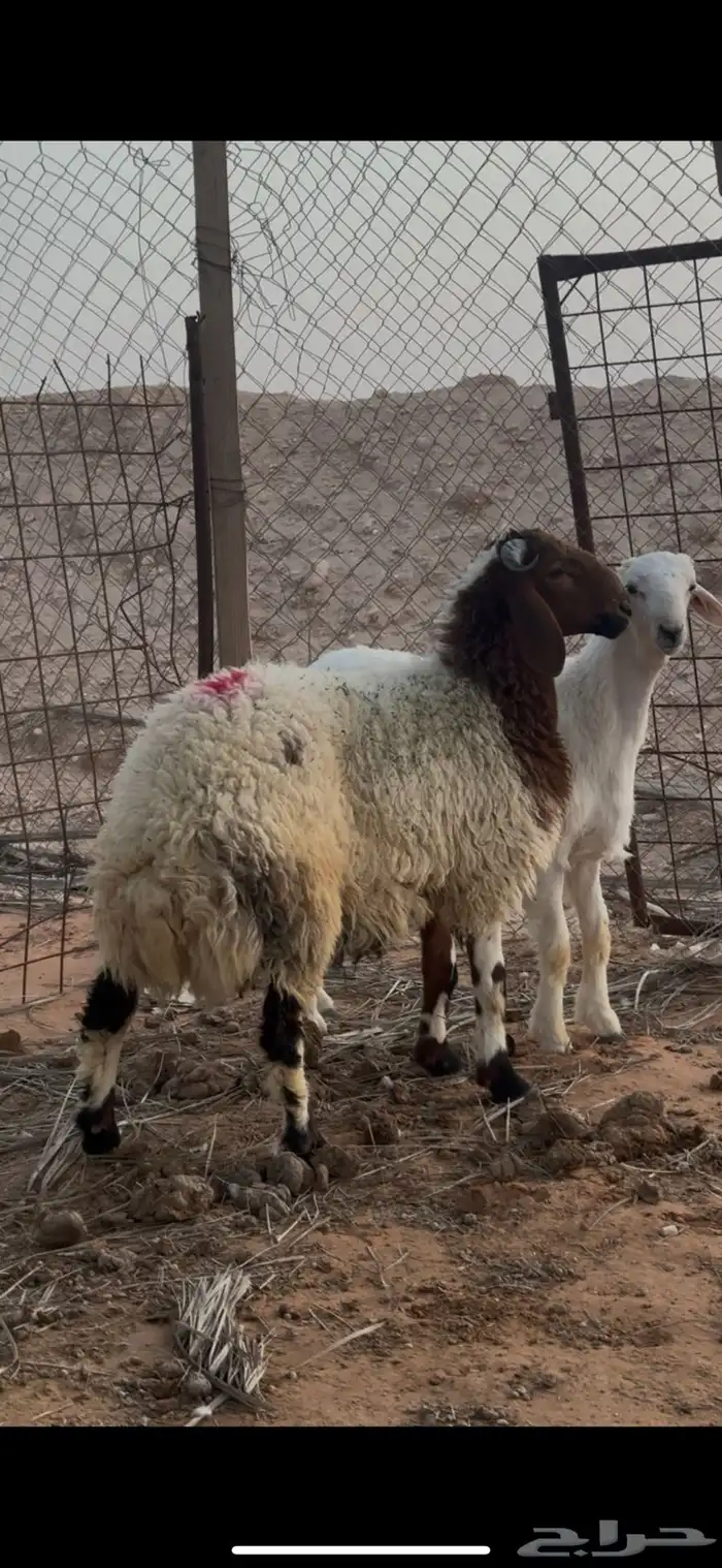 خروف نعيمي 3