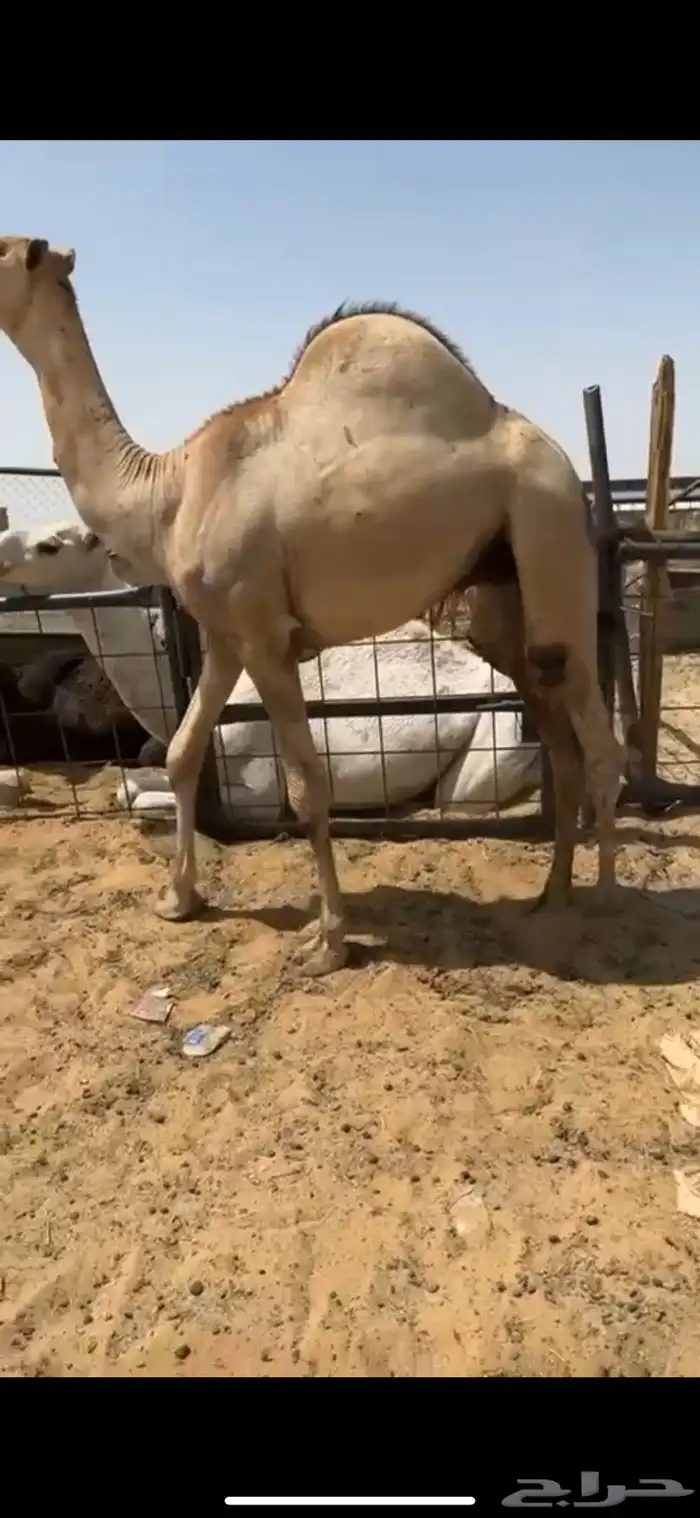 قعدان مفاريد 4