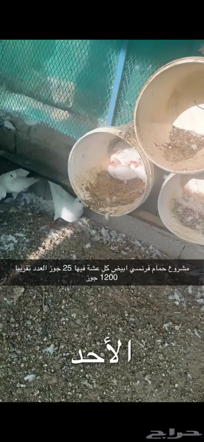 حمام فرنسي لاحم سوبر جامبو سلفر 9